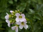Cardamine à larges feuilles