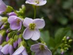 Cardamine à larges feuilles