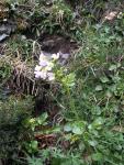 Cardamine à larges feuilles