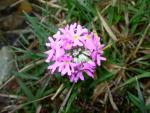 primula farinosa
