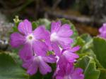 Primula hirsuta