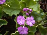 Primula hirsuta