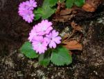 Primula hirsuta