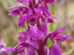 Orchis male