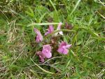 Pedicularis acaulis