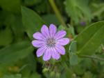 Geranium des Pyrénées