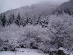Arbres crépis de neige