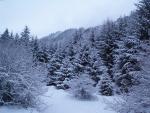 Arbres enneigé