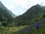 Champs d'Iris des Pyrénées