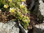 Saxifrage fausse mousse