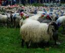 Fête de la Transhumance à Estaing