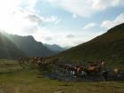 Transhumance automnale