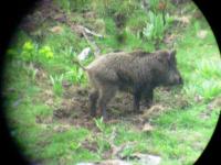 Sanglier