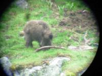 Sanglier