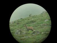 Isard