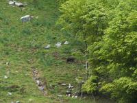Sanglier