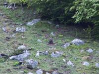 Sanglier