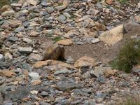 Marmotte