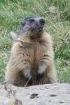 Marmotte
