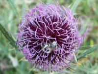 Bourdon