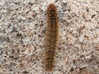 Chenille des Pyrénées