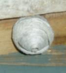 Nid de guêpe