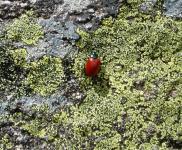 Coccinelle sans point