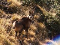 Isard 