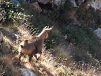Isard