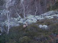 isard