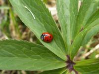 Coccinelle