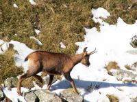 Isard