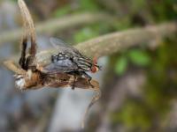 Mouche