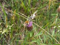 Bourdon et papillon