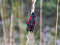 Papillon des Pyrénées