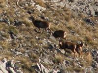 Mouflon du pibeste