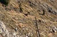 Mouflons du Pibeste