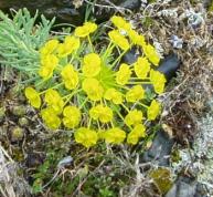 euphorbiacées