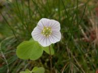 Oxalis