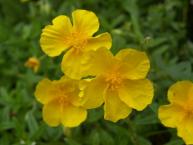 Hélianthème à grandes fleurs