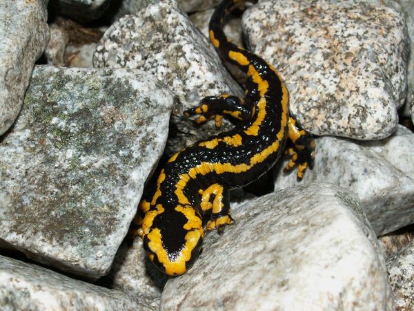 Salamandre